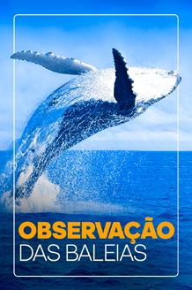 Observação de Baleias Jubarte